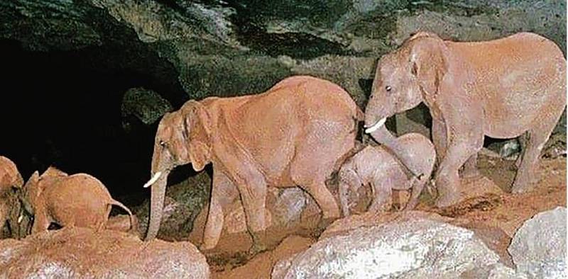 Jeskyni Kitum se někdy přezdívá „Elephant cave“, tedy sloní jeskyně. Sloni i se slůňaty sem přicházejí zejména pro sůl získávanou ze stěn skal