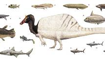 Jedna z ilustrací možného vzhledu spinosaura. Vzhled tohoto predátora se v průběhu let, kdy obýval Zemi, měnil, jak se tvor přizpůsoboval prostředí. Na tomto obrázku je spinosaurus zobrazen jako jeden z druhů vodních predátorů.