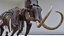 Pozůstatky mamutů