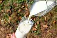 Mléko označované A2 nepůsobí alergikům problémy