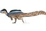 Jedna z ilustrací možného vzhledu spinosaura. Vzhled tohoto predátora se v průběhu let, kdy obýval Zemi, měnil, jak se tvor přizpůsoboval prostředí.