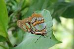 Monarcha stěhovavý (danaus plexippus)