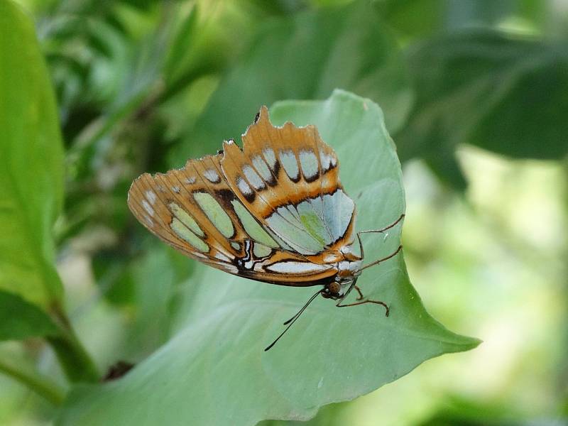 Monarcha stěhovavý (danaus plexippus)