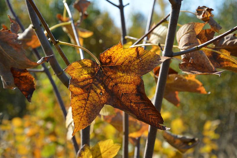 Příroda se vybarvuje typickými podzimními barvami.
