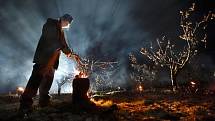 Sadař Jan Krejčiřík zahřívá první dubnovou noc za pomoci rozdělaných ohňů meruňkový sad ve Velkých Pavlovicích. Kvůli mrazům ohrožujícím úrodu.