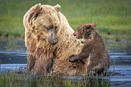 Hnědí medvědi na Aljašce - Ilustrační foto
