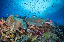 Korálové útesy v Indonésii