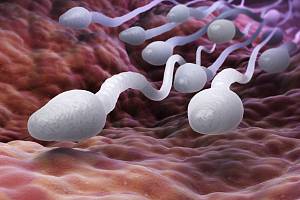 Spermie. Ilustrační snímek