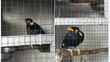 Ilegální obchod s ptákem loskutákem kvete v Indonésii na Facebooku i na zvířecích tržištích