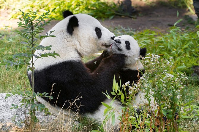 Pandí samice Yang Yang se svým druhorozeným mládětem Fu Hu. Porodila jej ve vídeňské zoo