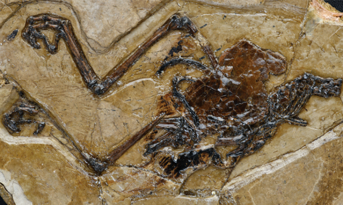 Nejstarší fosilie s vejcem v útrobách a zároveň nový druh pravěkého ptáka - avimaia schweitzerae