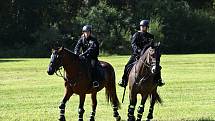 Koně policisté kupují kolem třech a až pěti let věku zvířat. A pak jde o to, jaké má konkrétní zvíře předpoklady, rodokmen, genetický základ.