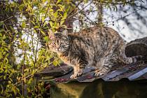 Vibrace kočičího vrnění o frekvenci 20 až 50 Hz jsou s největší pravděpodobností léčivé. Pomáhají uzdravovat nejen zvíře samotné, ale i člověka.