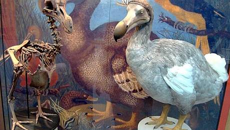 Pták dodo vyhynul v 17. století.