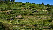 Vinice na terasách umožňují bobulím hroznů správně vyzrát a vínu dodávají speciální mineralitu. Vinařská turistika v údolí Dunaje. Světově známá oblast Wachau a sousední vinařské městečko Langenlois lákají návštěvníky z Česka.