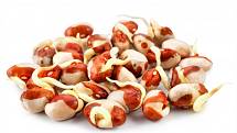 Fazole (červené, bílé, fazole ledvina, adzuki...) jsou přirozenou posilující potravinou pro ledviny.