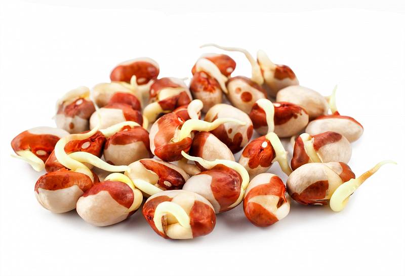 Fazole (červené, bílé, fazole ledvina, adzuki...) jsou přirozenou posilující potravinou pro ledviny.