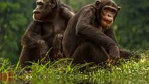 Kromě toho vědci zjistili, že šimpanzi a gorily jsou schopni udržovat vztahy, které mohou trvat až roky. Na fotografii je šimpanzí pár
