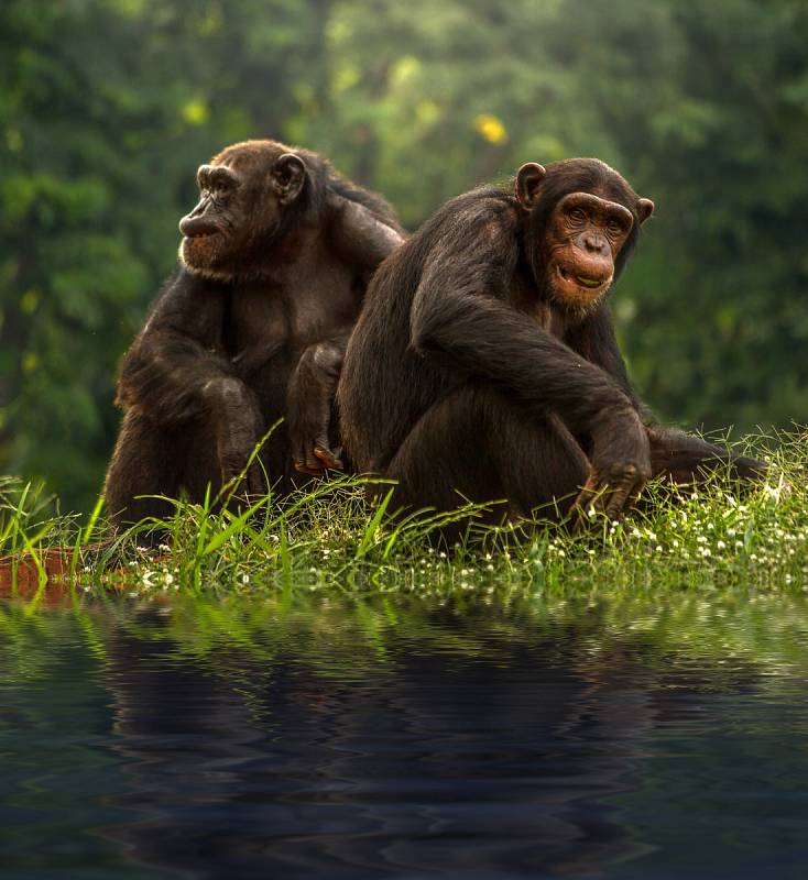 Kromě toho vědci zjistili, že šimpanzi a gorily jsou schopni udržovat vztahy, které mohou trvat až roky. Na fotografii je šimpanzí pár