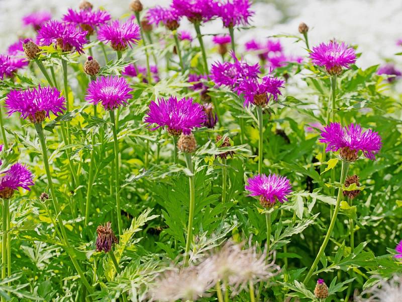 Chrpa bělavá (Centaurea dealbata)