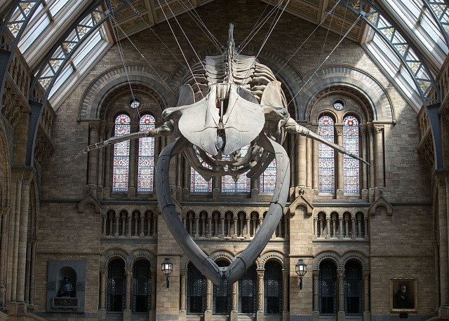 Kostra plejtváka obrovského se stala novou hlavní atrakcí Přírodopisného muzea v Londýně