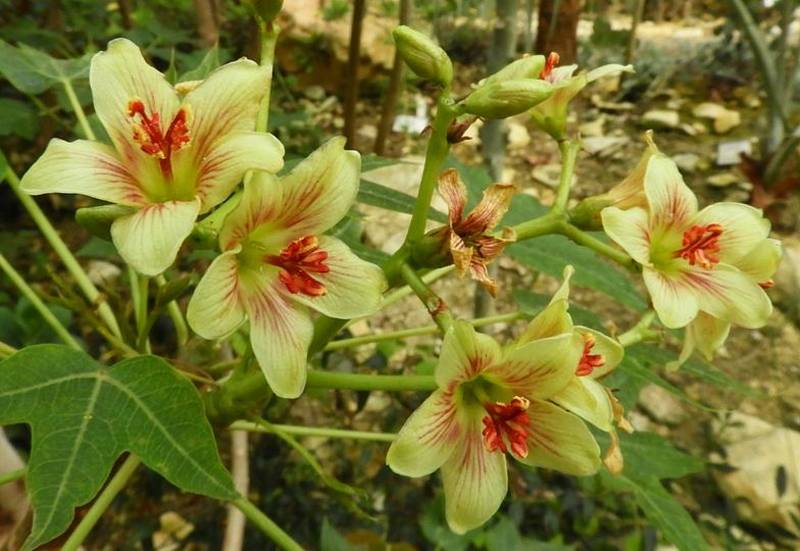 Botanická zahrada Teplice, fotky z expozice