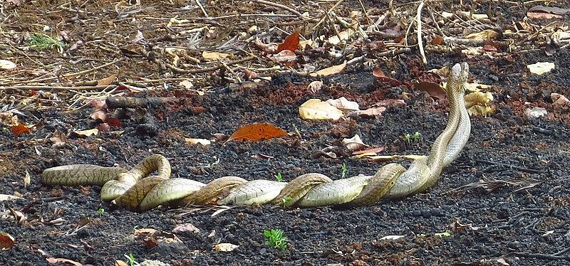 Slouží samicím klitoris k potěšení, podobně jako u lidí? Na tuto otázku budou vědci hledat odpovědi v dalších studiích