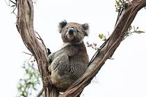 Medvídci koala jsou považování za jeden ze symbolů Austrálie. Ohrožují je však lesní požáry a sucho. Více, než kdy předtím, je také zabíjí pohlavní nemoc - chlamydie.
