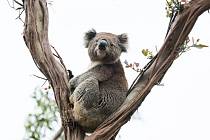 Medvídci koala jsou považování za jeden ze symbolů Austrálie. Ohrožují je však lesní požáry a sucho. Více než kdy předtím je také zabíjí pohlavní nemoc - chlamydie.