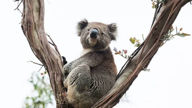 Medvídci koala jsou považování za jeden ze symbolů Austrálie. Ohrožují je však lesní požáry a sucho. Více, než kdy předtím, je také zabíjí pohlavní nemoc - chlamydie.