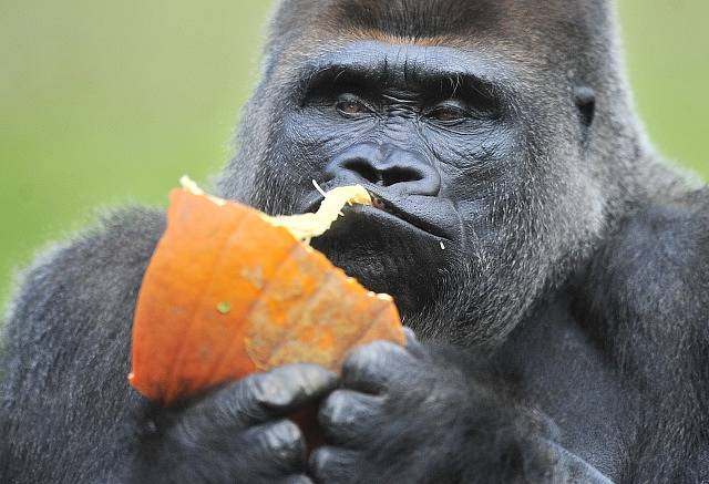 Když našly skupiny šimpanzů fík s plody, začaly hlasitě volat do okolí. Gorily přitom na toto chování reagovaly a změnily směr cesty, aby ke zvuku mohly zamířit. Na fotografii je gorila