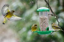 Když nastanou kruté mrazy, potrava z krmítek může ptákům zachránit i život