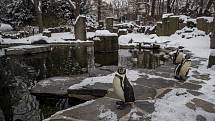 Dalším, kdo by zimu mohl mít rád, jsou tučňáci. Ale prý tomu tak není.