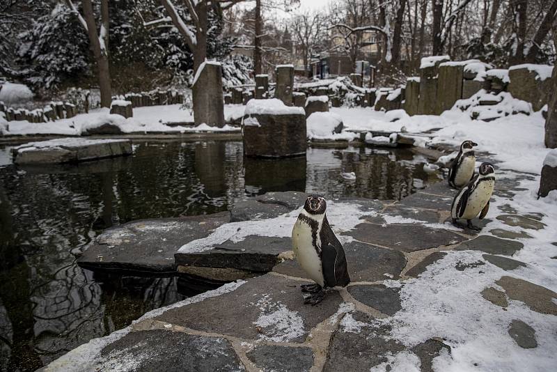 Dalším, kdo by zimu mohl mít rád, jsou tučňáci. Ale prý tomu tak není.
