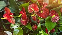 Anturie neboli toulitky známe spíš jako řezané exotické květiny, dnes se už ale dají úspěšně pěstovat i jako pokojovky.