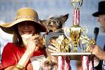 Vítěz soutěže o nejošklivějšího psa světa Toulavý Rošťák (Scamp the Tramp)