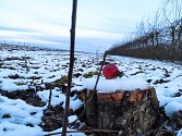 Dubnové mrazy v Česku zničily úrodu ovoce i vína. Ilustrační foto