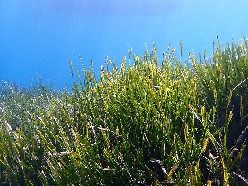 Mořské trávy na oceánském dně