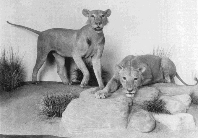 Pattersonův snímek obou preparovaných a vycpaných lvů, kteří se stali exponátem chicagského přírodovědného muzea Field Museum of Natural History