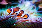 Akvarijní rybičky - Ilustrační foto