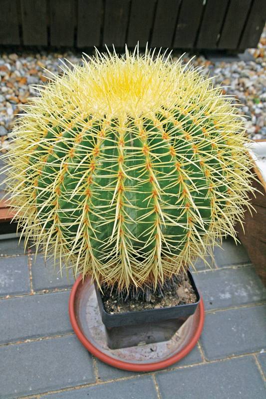 Nejstarší kaktus sbírky Echinocactus grusonii, je starý 40 let. „Tehdy to byla vzácná věc,“ říká Pavel Líznar.