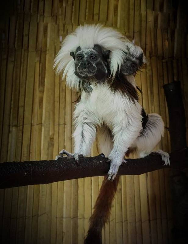 Tamarín pinčí v liberecké Zoo