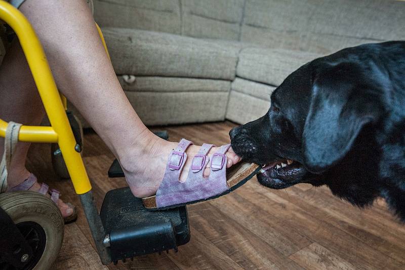 Asistenční labrador Andy při výcviku v chovné stanici  BRI - COL v Oseku.