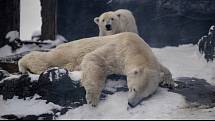 Největší radost ze zimy a nového sněhu mají lední medvědi, kteří jsou typičtí pro severní polární oblast.