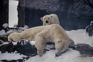 Největší radost ze zimy a nového sněhu mají lední medvědi, kteří jsou typičtí pro severní polární oblast.