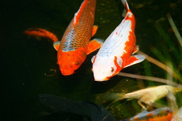 Spolu s karasem je nejčastěji chovanou rybou kapr.