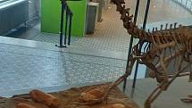 Oviraptor s vejci v Královském belgickém ústavu přírodních věd v Bruselu