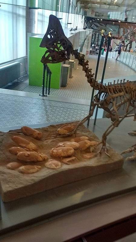 Oviraptor s vejci v Královském belgickém ústavu přírodních věd v Bruselu