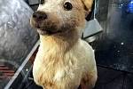 Strelka se stala jedním ze dvojice prvních psů, kteří se z vesmíru na planetu v pořádku vrátili v kosmické lodi.