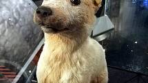 Strelka se stala jedním ze dvojice prvních psů, kteří se z vesmíru na planetu v pořádku vrátili v kosmické lodi.